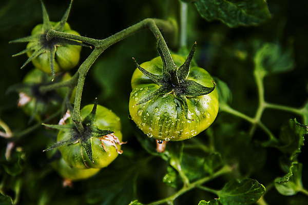 포토 JPG 주간 잎 토마토 근접촬영 사람없음 야외 농작물 특산물 부산 과채 국내포토 자연요소 식물 뷰포인트 농업 채소 과일 한국 파일형식