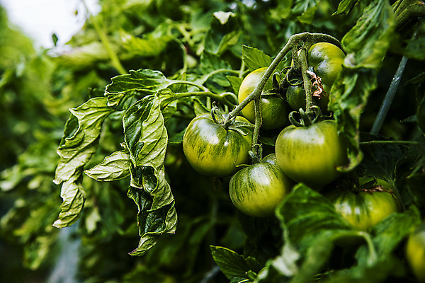 포토 JPG 주간 토마토 사람없음 야외 초록색 농작물 특산물 부산 과채 국내포토 자연요소 컬러 농업 채소 과일 한국 파일형식