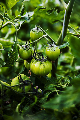 포토 JPG 주간 토마토 사람없음 야외 농작물 소프트포커스 특산물 부산 과채 국내포토 자연요소 농업 채소 과일 한국 촬영기법 파일형식