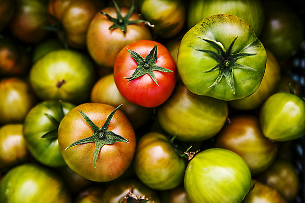 포토 JPG 주간 토마토 근접촬영 사람없음 야외 농작물 가득함 특산물 부산 과채 국내포토 자연요소 뷰포인트 농업 채소 과일 한국 파일형식