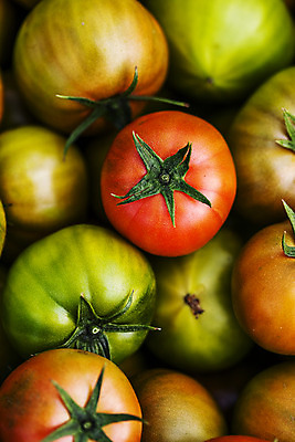 포토 JPG 주간 토마토 근접촬영 사람없음 야외 농작물 가득함 특산물 부산 과채 국내포토 자연요소 뷰포인트 농업 채소 과일 한국 파일형식