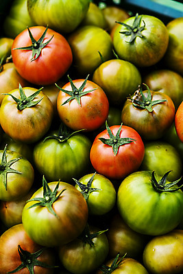 포토 JPG 주간 토마토 근접촬영 사람없음 야외 농작물 가득함 특산물 부산 과채 국내포토 자연요소 뷰포인트 농업 채소 과일 한국 파일형식