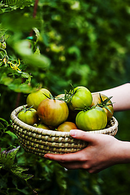 포토 JPG 주간 손 토마토 들기 야외 신체부위 농작물 바구니 담기 특산물 부산 국내포토 자연요소 농업 채소 모션 한국 사람 파일형식