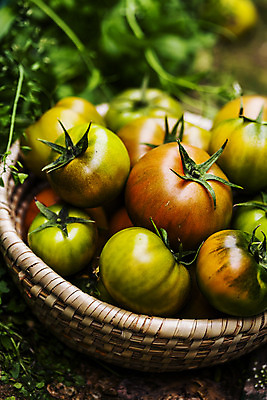 포토 JPG 주간 토마토 근접촬영 사람없음 야외 아웃포커스 농작물 바구니 담기 특산물 부산 과채 국내포토 자연요소 뷰포인트 농업 채소 과일 모션 한국 촬영기법 파일형식