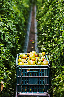 포토 JPG 주간 토마토 사람없음 야외 농작물 바구니 담기 특산물 부산 과채 국내포토 자연요소 농업 채소 과일 모션 한국 파일형식