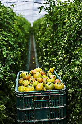 포토 JPG 주간 토마토 사람없음 야외 농작물 바구니 담기 특산물 비닐하우스 부산 과채 국내포토 자연요소 농업 채소 과일 모션 한국 파일형식
