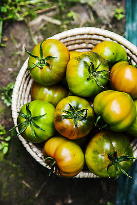 포토 JPG 주간 토마토 근접촬영 사람없음 야외 농작물 하이앵글 바구니 담기 특산물 부산 과채 국내포토 자연요소 뷰포인트 농업 채소 과일 모션 한국 파일형식