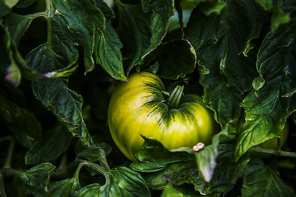 포토 JPG 주간 토마토 근접촬영 사람없음 야외 농작물 특산물 부산 과채 국내포토 자연요소 뷰포인트 농업 채소 과일 한국 파일형식