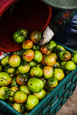 포토 JPG 주간 손 토마토 들기 야외 신체부위 농작물 바구니 특산물 쏟아짐 부산 국내포토 자연요소 농업 채소 모션 한국 사람 파일형식