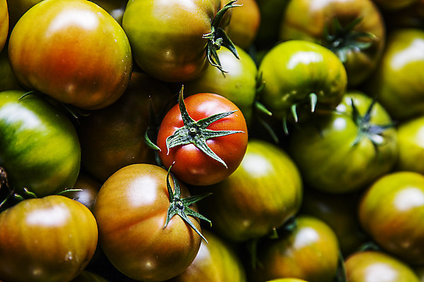 포토 JPG 주간 토마토 근접촬영 사람없음 야외 농작물 가득함 특산물 부산 과채 국내포토 자연요소 뷰포인트 농업 채소 과일 한국 파일형식