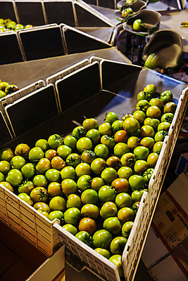 포토 JPG 주간 토마토 실내 사람없음 농작물 하이앵글 가득함 특산물 부산 과채 국내포토 자연요소 뷰포인트 농업 채소 과일 한국 내부 파일형식