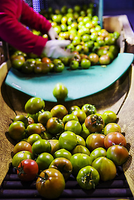 포토 JPG 주간 손 토마토 실내 아웃포커스 신체부위 농작물 특산물 부산 국내포토 자연요소 농업 채소 한국 촬영기법 사람 내부 파일형식