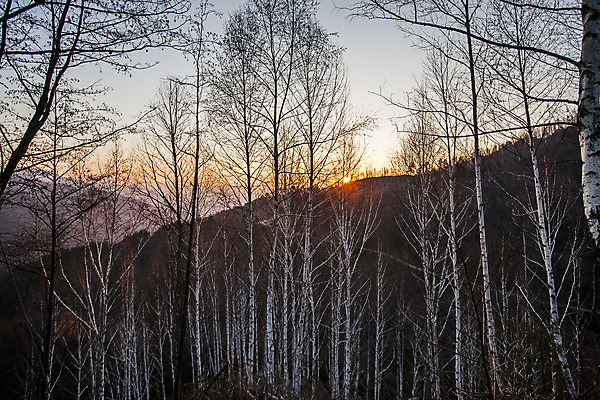 포토 JPG 주간 아침 사람없음 야외 일출 숲 강원도 겨울산 자작나무 인제군 겨울풍경 국내포토 자연요소 나무 겨울 산 한국 풍경 노을 파일형식
