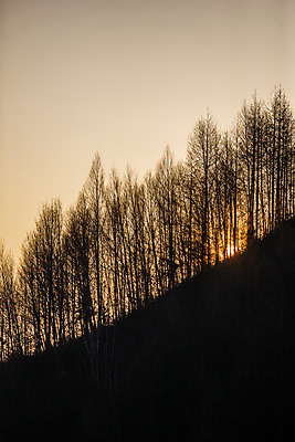 포토 JPG 주간 실루엣 아침 사람없음 야외 일출 숲 강원도 겨울산 자작나무 인제군 겨울풍경 국내포토 자연요소 나무 겨울 산 한국 촬영기법 풍경 노을 파일형식