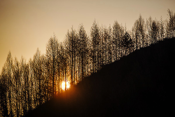 포토 JPG 주간 한국 사람없음 야외 일출 숲 강원도 겨울산 인제군 겨울풍경 국내포토 자연요소 아시아 겨울 산 풍경 노을 파일형식
