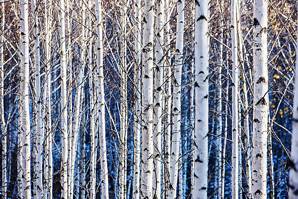 포토 JPG 주간 아침 한국 사람없음 야외 강원도 겨울산 자작나무 인제군 자작나무숲 겨울풍경 국내포토 자연요소 나무 아시아 겨울 산 풍경 숲 파일형식