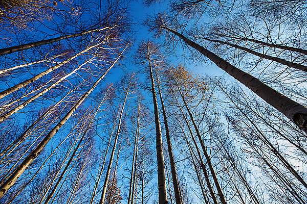 포토 JPG 주간 로우앵글 하늘 한국 사람없음 야외 강원도 겨울산 자작나무 인제군 자작나무숲 겨울풍경 국내포토 자연요소 나무 아시아 뷰포인트 겨울 산 풍경 숲 파일형식