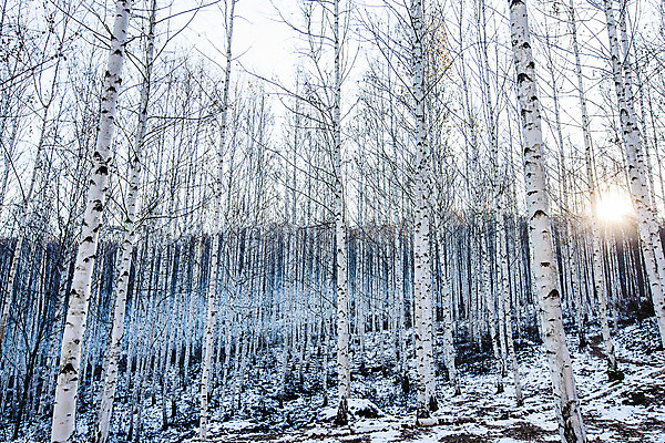 포토 JPG 주간 한국 사람없음 야외 햇빛 강원도 겨울산 자작나무 인제군 자작나무숲 겨울풍경 국내포토 자연요소 나무 아시아 겨울 산 풍경 태양 숲 파일형식