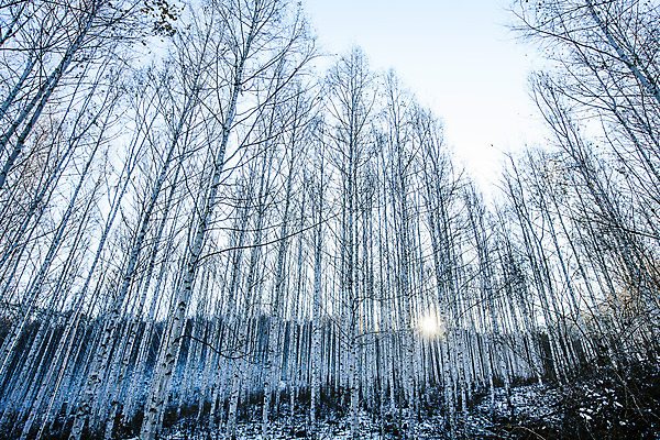 포토 JPG 주간 하늘 한국 사람없음 야외 햇빛 강원도 겨울산 자작나무 인제군 자작나무숲 겨울풍경 국내포토 자연요소 나무 아시아 겨울 산 풍경 태양 숲 파일형식