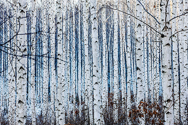 포토 JPG 주간 한국 사람없음 야외 강원도 겨울산 인제군 자작나무숲 겨울풍경 국내포토 자연요소 아시아 겨울 산 풍경 숲 자작나무 파일형식