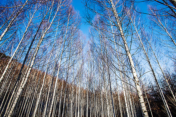 포토 JPG 주간 하늘 한국 사람없음 야외 강원도 겨울산 인제군 자작나무숲 겨울풍경 국내포토 자연요소 아시아 겨울 산 풍경 숲 자작나무 파일형식