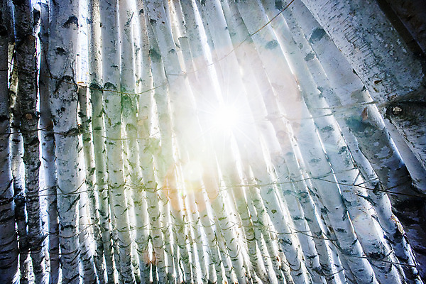 포토 JPG 주간 한국 사람없음 야외 햇빛 강원도 겨울산 자작나무 인제군 겨울풍경 국내포토 자연요소 나무 아시아 겨울 산 풍경 태양 파일형식