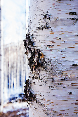 포토 JPG 주간 한국 근접촬영 사람없음 야외 아웃포커스 강원도 겨울산 자작나무 인제군 자작나무숲 겨울풍경 국내포토 자연요소 나무 아시아 뷰포인트 겨울 산 촬영기법 풍경 숲 파일형식