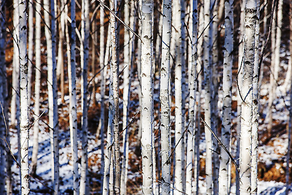 포토 JPG 주간 한국 사람없음 야외 강원도 겨울산 인제군 자작나무숲 겨울풍경 국내포토 자연요소 아시아 겨울 산 풍경 숲 자작나무 파일형식