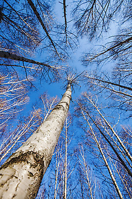 포토 JPG 주간 로우앵글 하늘 한국 사람없음 야외 강원도 겨울산 인제군 자작나무숲 겨울풍경 국내포토 자연요소 아시아 뷰포인트 겨울 산 풍경 숲 자작나무 파일형식