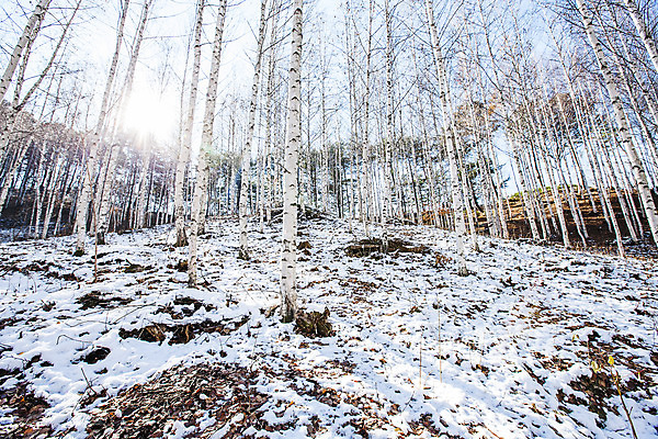 포토 JPG 주간 하늘 한국 사람없음 야외 햇빛 강원도 겨울산 인제군 자작나무숲 겨울풍경 국내포토 자연요소 아시아 겨울 산 풍경 태양 숲 자작나무 파일형식
