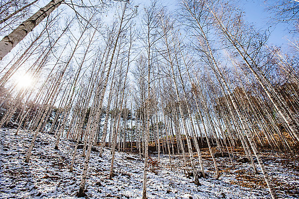 포토 JPG 주간 하늘 한국 사람없음 야외 햇빛 강원도 겨울산 인제군 자작나무숲 겨울풍경 국내포토 자연요소 아시아 겨울 산 풍경 태양 숲 자작나무 파일형식