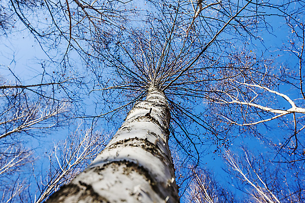포토 JPG 주간 로우앵글 하늘 한국 사람없음 야외 강원도 겨울산 자작나무 인제군 겨울풍경 국내포토 자연요소 나무 아시아 뷰포인트 겨울 산 풍경 파일형식