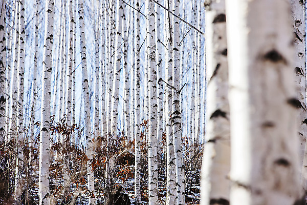 포토 JPG 주간 한국 사람없음 야외 소프트포커스 강원도 겨울산 인제군 자작나무숲 겨울풍경 국내포토 자연요소 아시아 겨울 산 촬영기법 풍경 숲 자작나무 파일형식