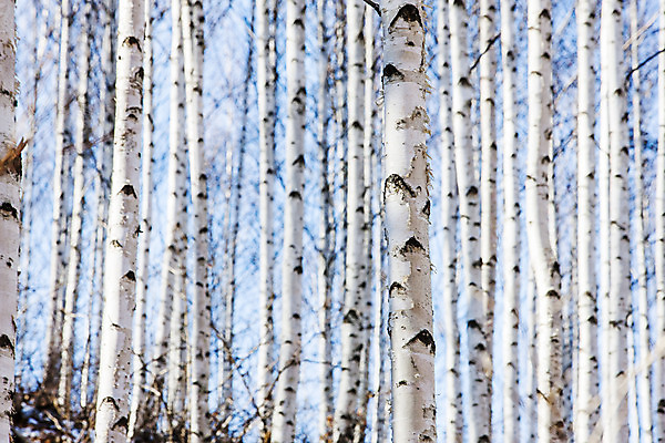 포토 JPG 주간 한국 사람없음 야외 강원도 겨울산 인제군 자작나무숲 겨울풍경 국내포토 자연요소 아시아 겨울 산 풍경 숲 자작나무 파일형식
