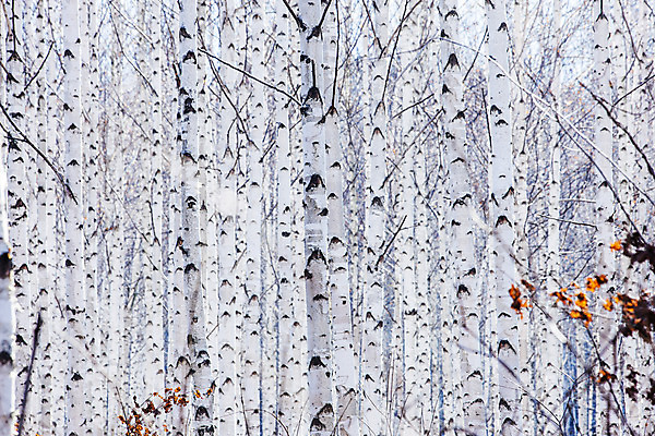 포토 JPG 주간 한국 사람없음 야외 강원도 겨울산 인제군 자작나무숲 겨울풍경 국내포토 자연요소 아시아 겨울 산 풍경 숲 자작나무 파일형식