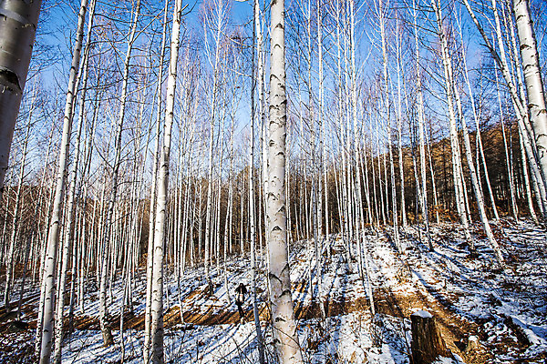 포토 JPG 주간 하늘 한국 사람없음 야외 강원도 겨울산 인제군 자작나무숲 겨울풍경 국내포토 자연요소 아시아 겨울 산 풍경 숲 자작나무 파일형식