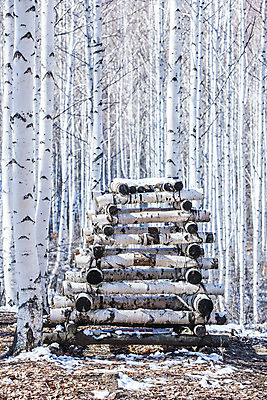포토 JPG 주간 한국 사람없음 야외 쌓기 강원도 겨울산 나무토막 인제군 자작나무숲 겨울풍경 국내포토 자연요소 아시아 겨울 모션 산 풍경 숲 자작나무 파일형식