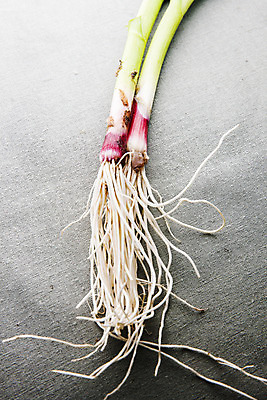 포토 JPG 주간 채소 식재료 회색배경 실내 사람없음 경상남도 특산물 뿌리 사천 풋마늘 국내포토 자연요소 백그라운드 마늘 내부 회색 경상도 파일형식