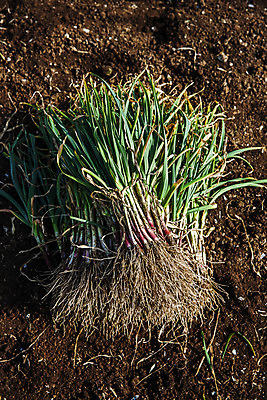 포토 JPG 주간 밭 채소 식재료 사람없음 야외 흙 경상남도 특산물 사천 풋마늘 국내포토 자연요소 농업 마늘 경상도 파일형식