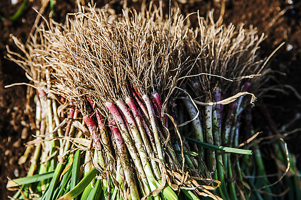 포토 JPG 주간 채소 식재료 사람없음 야외 흙 경상남도 특산물 뿌리 사천 풋마늘 국내포토 자연요소 마늘 경상도 파일형식