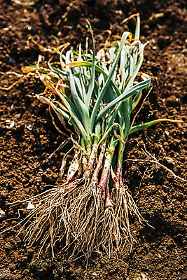 포토 JPG 주간 밭 채소 식재료 사람없음 야외 흙 경상남도 특산물 사천 풋마늘 국내포토 자연요소 농업 마늘 경상도 파일형식