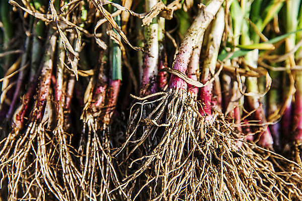포토 JPG 채소 식재료 근접촬영 사람없음 경상남도 특산물 뿌리 사천 풋마늘 국내포토 뷰포인트 마늘 경상도 파일형식