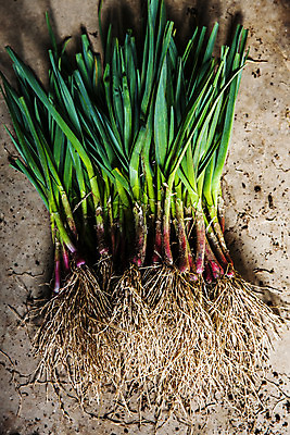 포토 JPG 주간 채소 식재료 사람없음 야외 경상남도 특산물 땅바닥 사천 풋마늘 국내포토 자연요소 바닥 마늘 경상도 파일형식