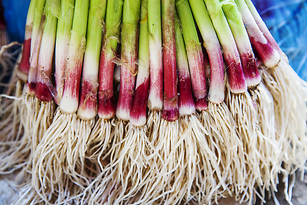 포토 JPG 주간 채소 식재료 근접촬영 사람없음 야외 경상남도 특산물 뿌리 사천 풋마늘 국내포토 자연요소 뷰포인트 마늘 경상도 파일형식