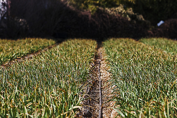 포토 JPG 주간 밭 채소 사람없음 야외 경상남도 특산물 사천 풋마늘 국내포토 자연요소 농업 마늘 경상도 파일형식