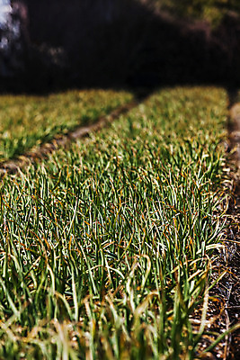 포토 JPG 주간 밭 채소 사람없음 야외 경상남도 특산물 사천 풋마늘 국내포토 자연요소 농업 마늘 경상도 파일형식