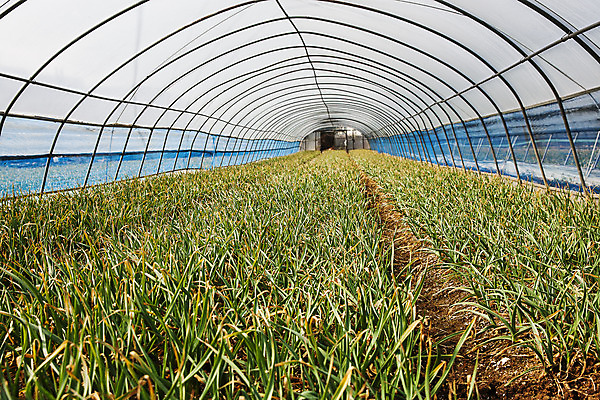 포토 JPG 주간 밭 채소 실내 사람없음 경상남도 특산물 비닐하우스 사천 풋마늘 국내포토 자연요소 농업 마늘 내부 경상도 파일형식