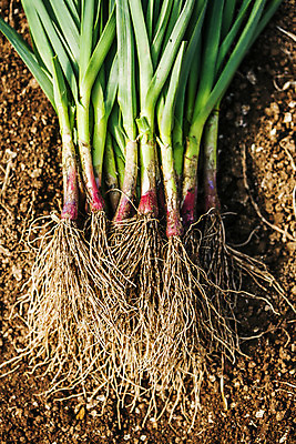 포토 JPG 주간 밭 채소 식재료 사람없음 야외 하이앵글 흙 경상남도 특산물 사천 풋마늘 국내포토 자연요소 뷰포인트 농업 마늘 경상도 파일형식