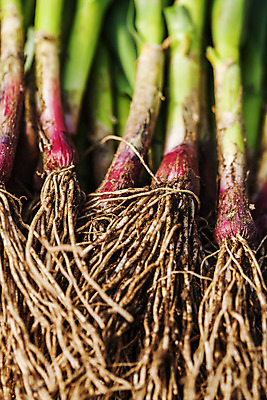 포토 JPG 주간 채소 식재료 근접촬영 사람없음 야외 경상남도 특산물 뿌리 사천 풋마늘 국내포토 자연요소 뷰포인트 마늘 경상도 파일형식