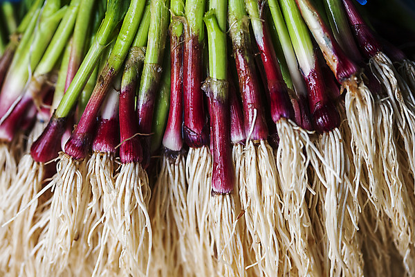 포토 JPG 주간 채소 식재료 근접촬영 사람없음 야외 경상남도 특산물 뿌리 사천 풋마늘 국내포토 자연요소 뷰포인트 마늘 경상도 파일형식